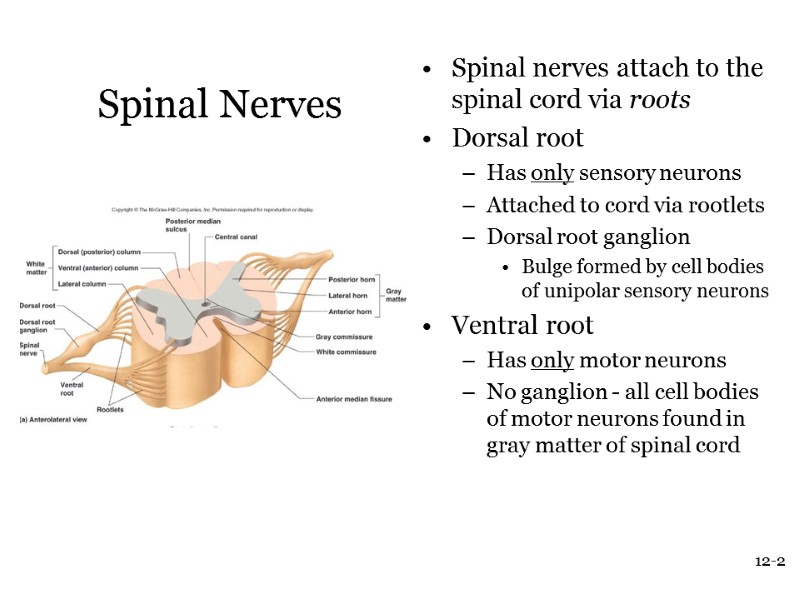 12-2 Spinal Nerves Spinal nerves attach to the spinal cord via roots Dorsal root